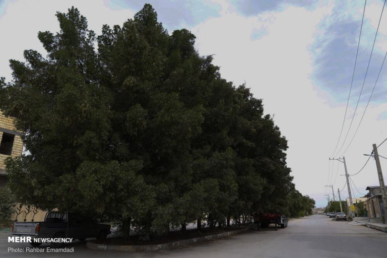 وجود درخت در خیابان ها ریسک افسردگی را کاهش می دهد