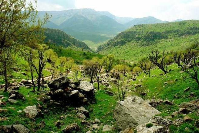 نخستین جلسه ستاد ملی حمایت از جنگلهای زاگرس برگزار شد