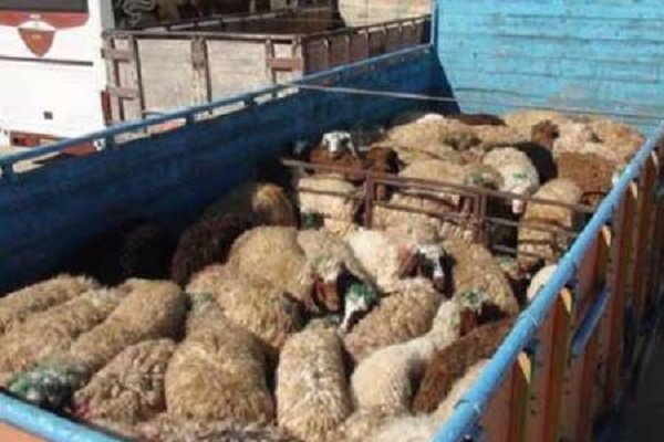 هویت دار کردن دام سبک و سنگین از قاچاق آن جلوگیری می کند