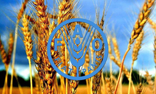 همکاری فائو و ایران برای تقویت نوآوری در کشاورزی