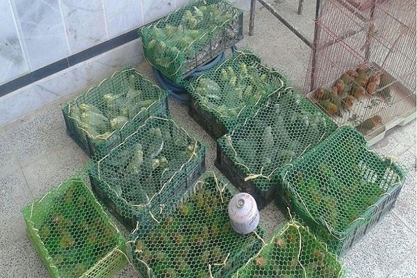 محموله ۱۹۰ پرنده قاچاق در اروند کنار کشف شد