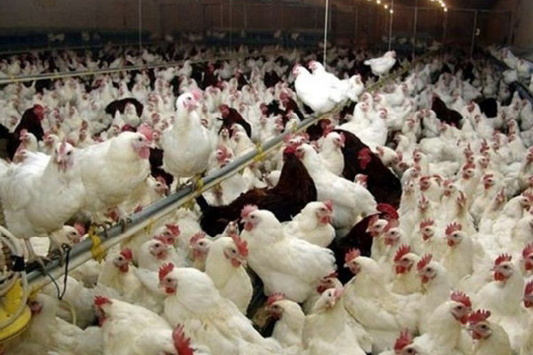 یک کانون بیماری آنفلوآنزای فوق حاد پرندگان در خرمآباد شناسایی شد