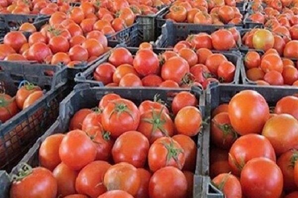 مشکل گوجهکاران استان بوشهر برای فروش محصول/ صادرات تسهیل شود