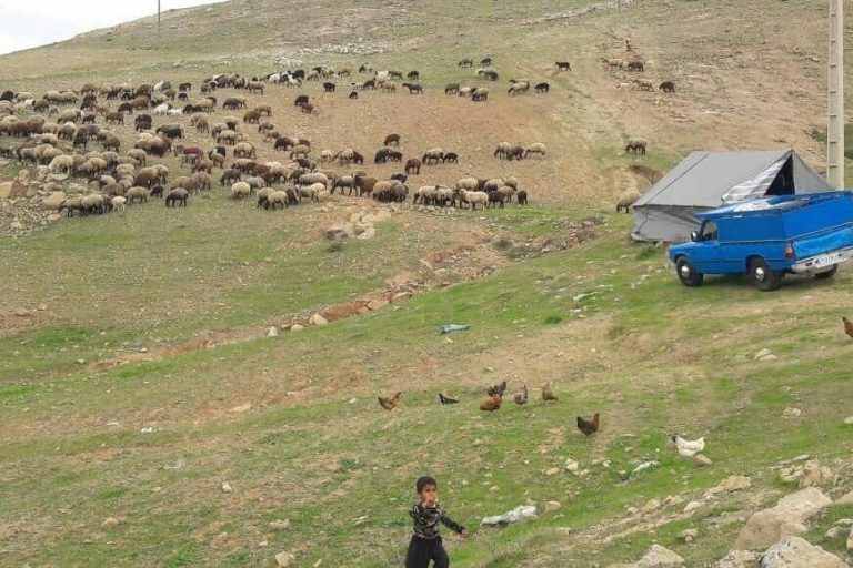 خسارت تندباد به عشایر «چوار»ایلام
