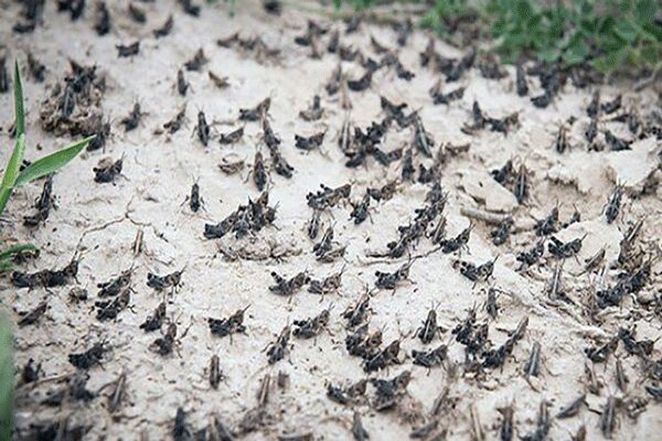 آمادگاه مدیریت ملخ صحرایی در بوشهر افتتاح شد