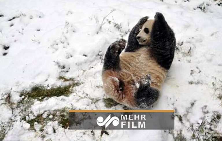 سرسره بازی دو پاندای باغ وحش