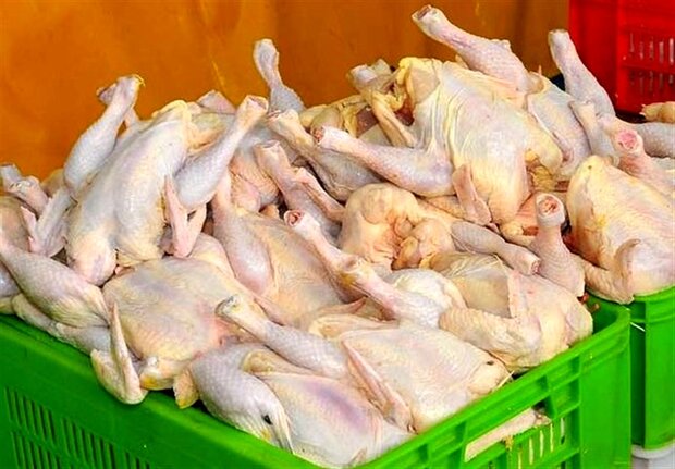 خروج مرغ از استان کرمان ممنوع است