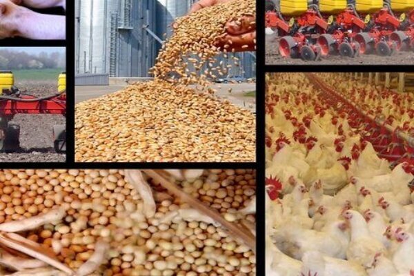 سنگ اندازی دلالان به توزیع نهادههای دامی بین تولیدکنندگان