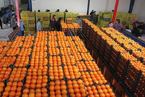 میوه شب عید تهرانی ها تامین شده است/قیمت مصوب ۱۵درصد زیر بازار