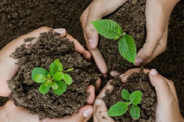 توزیع رایگان ۶۲۰۰ نهال مثمر در مرکزی توسط قرارگاه جهادی نشا آفتاب