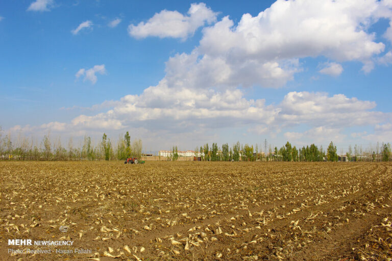کشت چغندر قند در سطح ۷۵۰۰ هکتار از مزارع لرستان