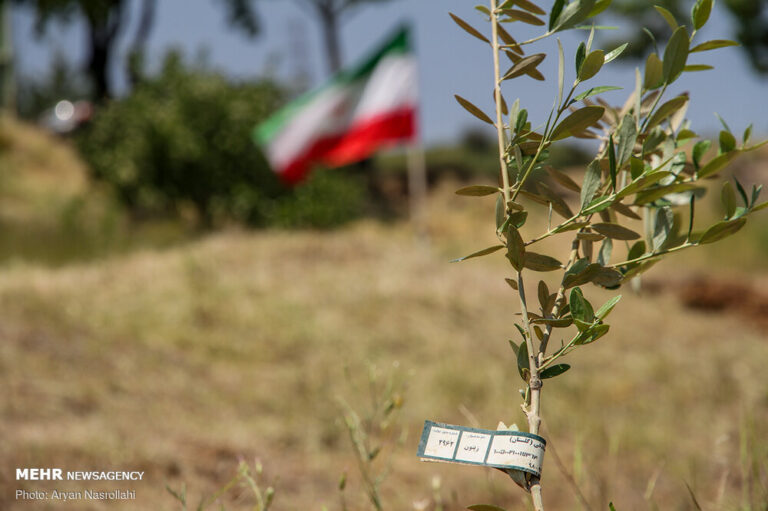تلاش همگانی برای توسعه طلای سبز در استان مرکزی