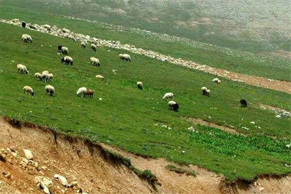 دامداران آذربایجان غربی از چرای دام در مراتع خودداری کنند
