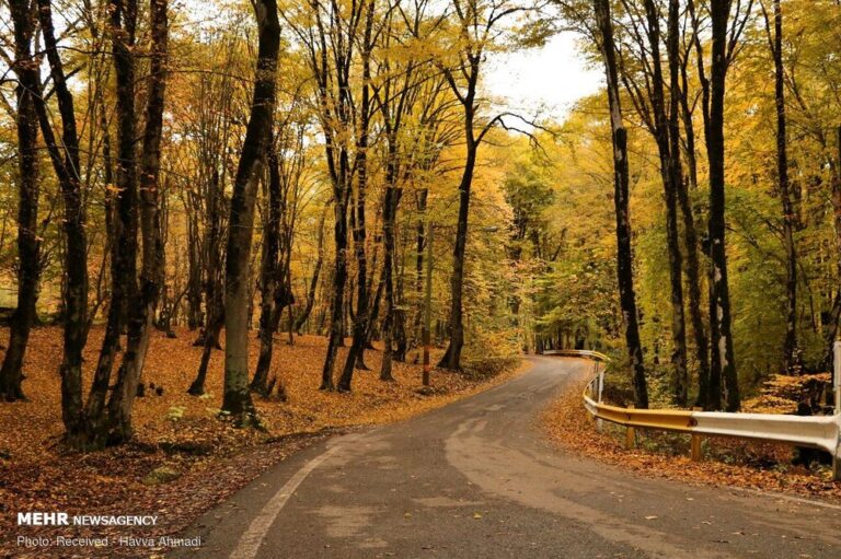 وابستگی ‏معیشت ۲۵درصد از جمعیت جهان به تولیدات اکوسیستمهای جنگلی