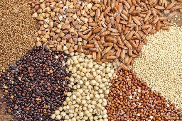 ضرورت توقف خامفروشی نهادههای دامی به تولیدکنندگان