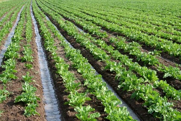 آغاز کشت چغندرقند بهاره از ۱۵ اسفند در کرمانشاه