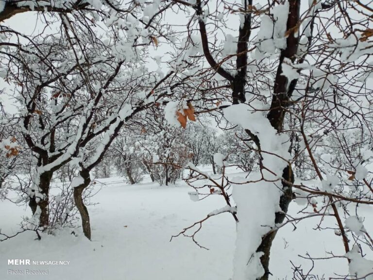 طبیعت زیبای برفی جنگل های ارسباران