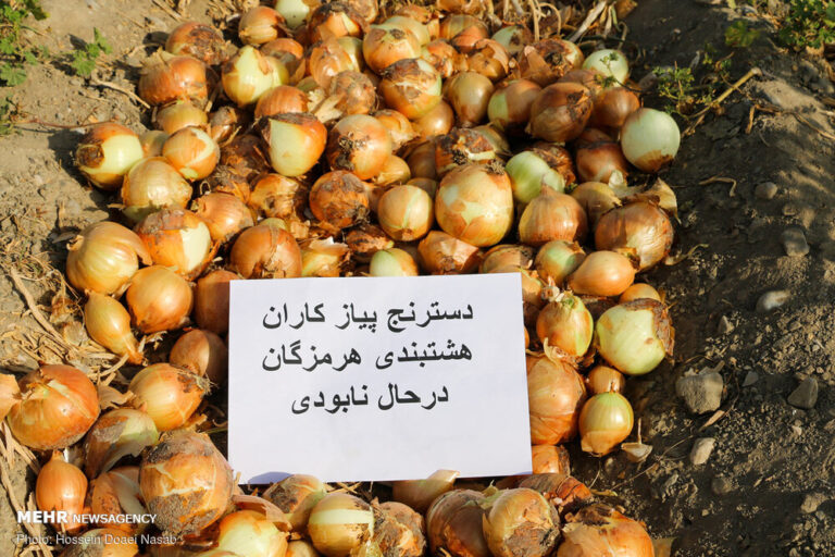 اینجا پیاز کیلو ۶۰۰ تومان است