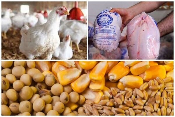 مرغ تبریز به تهران پر کشید/نقش پررنگ دلالان در کمبود مرغ