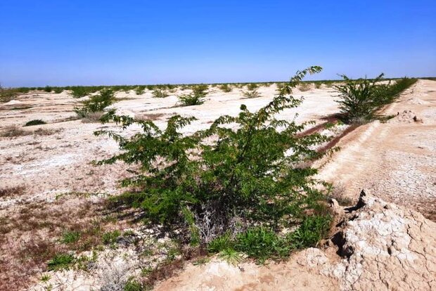 ۱۳۰۰ هکتار از کانونهای ریزگرد در محور بندر امام – شادگان مهار شد