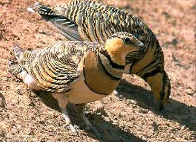 شکارچی کوکر در بندر ماهشهر تحت پیگرد قضایی قرار گرفت