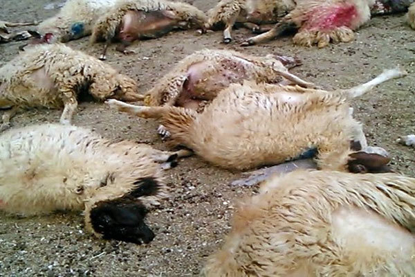 تلف شدن بیش از ۲۰ رأس گوسفند در ایذه بر اثر سانحه رانندگی