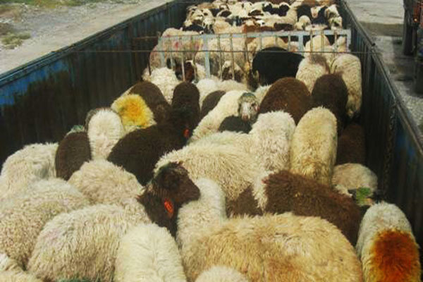 توقیف خودروی حامل ۴۷ راس احشام فاقد مجوز در تاکستان