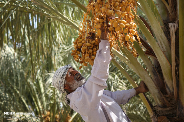 کمبود نقدینگی و ضعف بسته بندی از مشکلات صنعت خرماست
