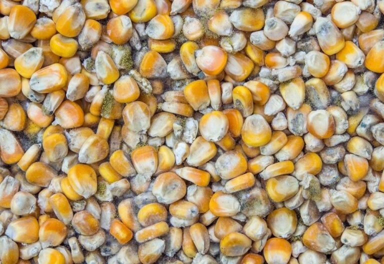 نزدیک ۴۰۰ تن ذرت آلوده در آذربایجان غربی کشف شد
