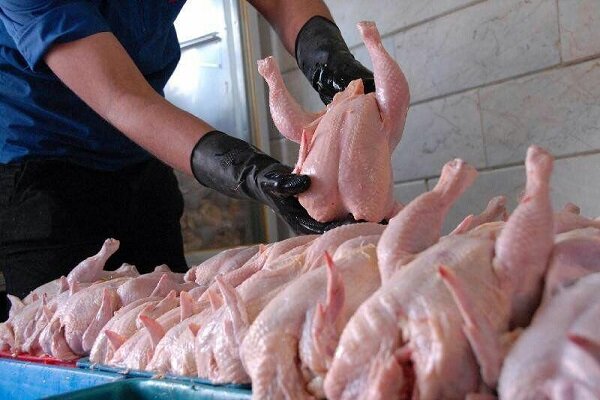 بیش از ۵۶۱ تن گوشت مرغ گرم امروز در سطح بازار عرضه شد