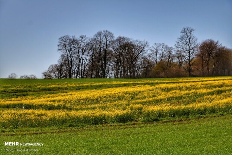 افزایش ۵۰درصدی قیمت خرید تضمینی دانههای روغنی در سال زراعی جاری