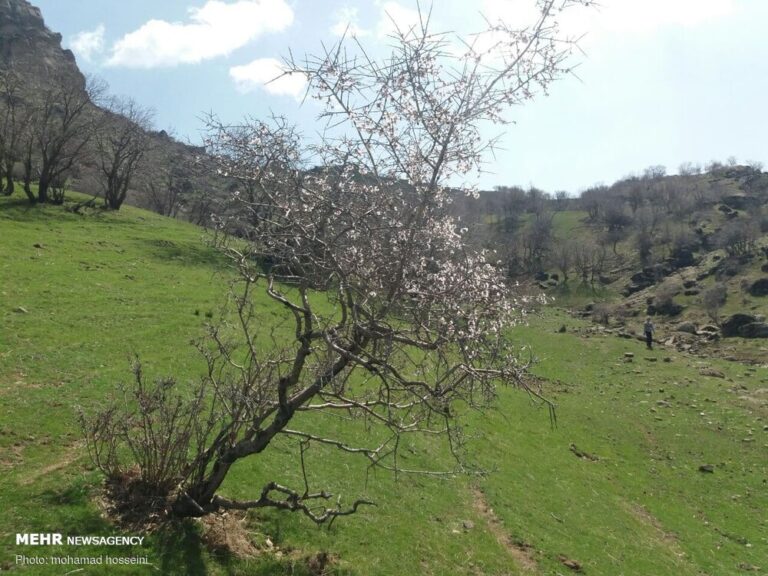 لرستان به وقت روزگار بهار!