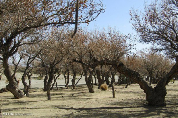جلوگیری از تخریب منابع ملی توسط سودجویان در کرمانشاه