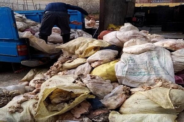 بیش از ۶ تن پوست مرغ در کرمانشاه کشف شد