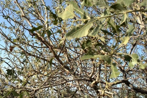 آفت به جان درختان بلوط لرستان/ آلودگی سطح وسیعی از جنگلها