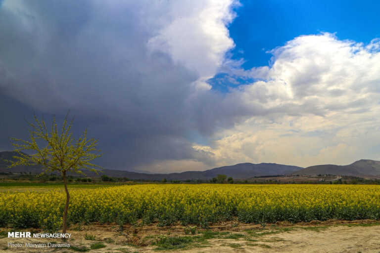 دشت کلزا نقاشی زیبای طبیعت بجنورد