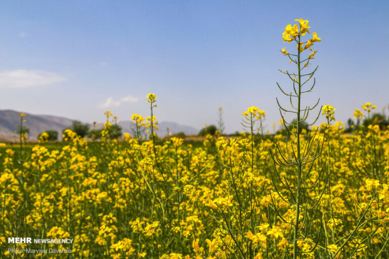 ۱۱ هزار تن کلزا در مازندران خرید تضمینی می شود