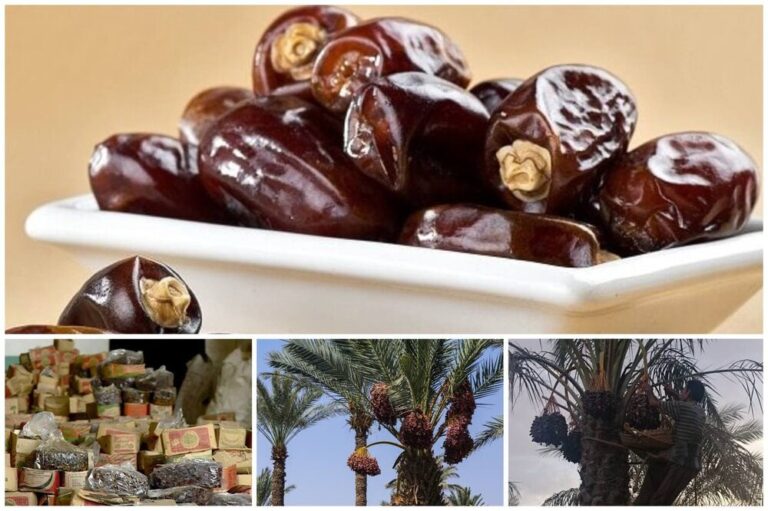رنج باغدار و منفعت دلال/ نخداران از سود خرما سهمی ندارند