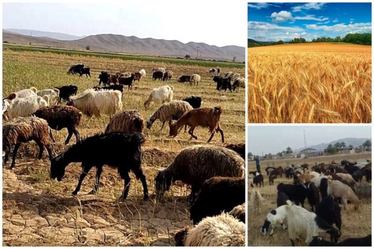 مزارع گندم خوراک دام شد /گندمی که برای کشاورزان نان نشد