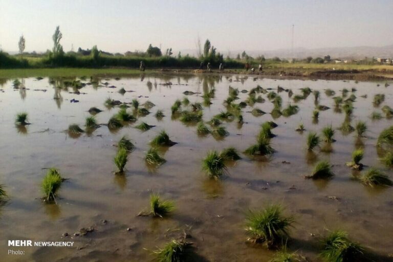 کشت برنج ومحصولات پرآبطلب به صورت غرقابی در گلستان ممنوع شد