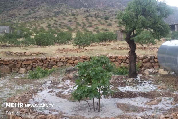 میانگین خسارت به باغداران دماوند تقریباً ۴۵درصد تخمین زده شده است