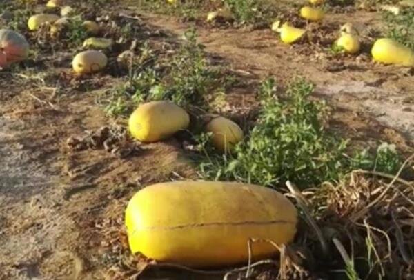 تولید بذر کدو آجیلی در کشت پاییزه در هرمزگان