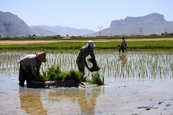 برنج به دلیل خشکسالی نباید در کرمانشاه کشت شود