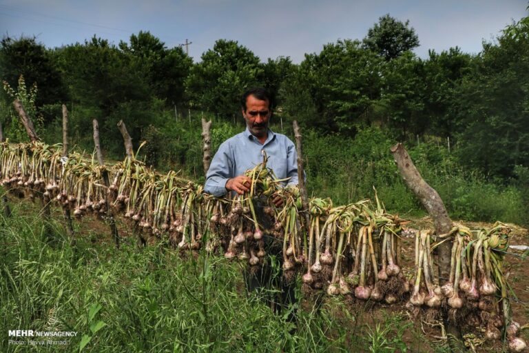 خبرگزاری مهر | Mehr News Agency – برداشت سیر در مازندران