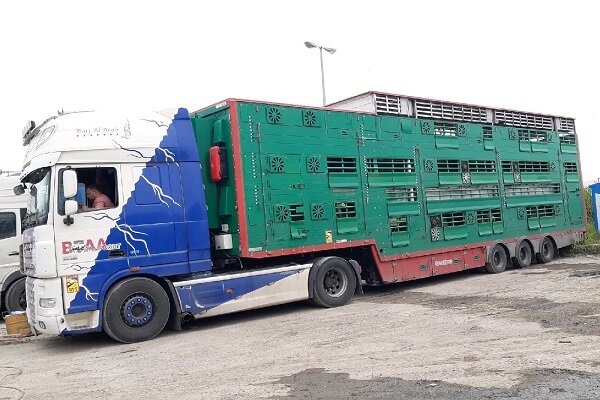 خبر تلف شدن ۶۱۰ رأس دام سبک در مرز آستارا تکذیب شد