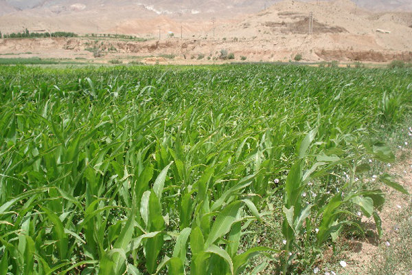 تولید سالانه ۲۵۰ تن علوفه دامی در مهدیشهر پیشبینی میشود