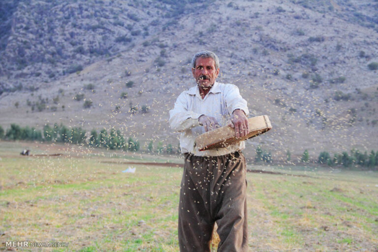 برنامهریزی برای تأمین بذر کشاورزان اردبیل در شرایط خشکسالی