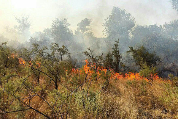 آتش سوزی مناطق جنگلی سردشت به طور کامل مهار شد